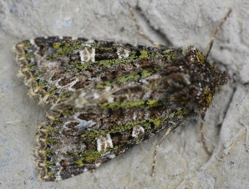 Réf. 204 608 : Valeria jaspidea